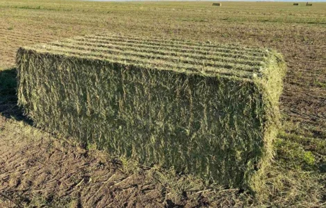 Продається Сіно Люцерни в гранулах