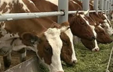 Продаж сіна (лугове, люцерна), солома в тюках, мішках