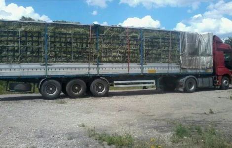 Сено люцерни та лугове - доставка включена у вартість