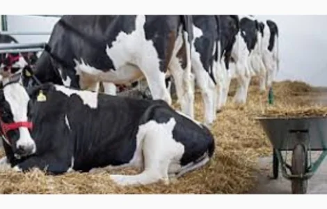 Сено луговое, Сено люцерны. Доставка. Объёмы. Качество