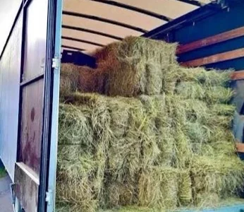 Сено солома сіно для декора в тюках мешках с доставкой