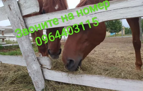 Сено луговое разнотравье в тюках. Доставим по Киевской области