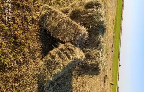 Сіно різнотравя в тюках лугове. Доставим. 2022