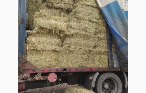 Луговое сено в тюках. Урожай 2022. Без предоплат