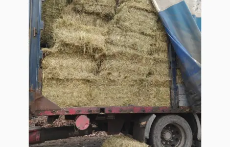 Лугове сіно в тюках. Урожай 2022. Без передоплат