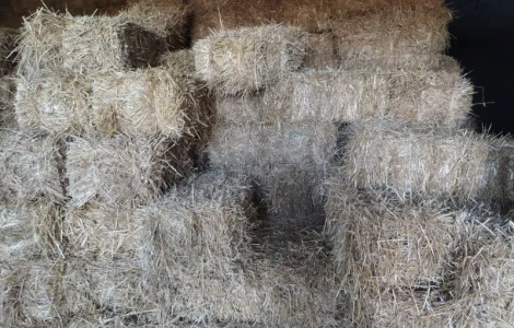 Сіно лугове в тюках по 18 кг