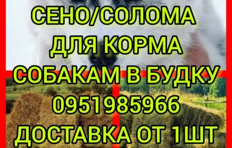 ДЛЯ ДЕКОРА, ФОТОСЕССИИ сено солома сіно в мешках, тюках. Доставка. Качество