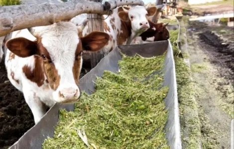 Сено люцерны в тюках, луговое сено. Большие объёмы. Доставка
