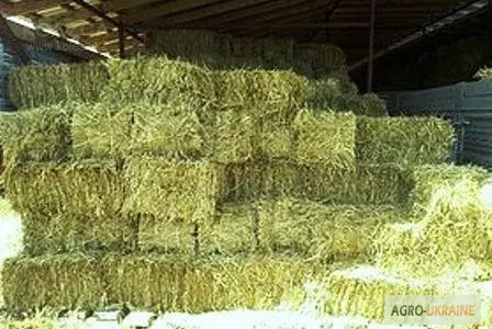 Продам 800т люцерни, лугового сіна. Наша доставка