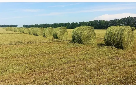 Сіно природніх та культурних трав 2023 року