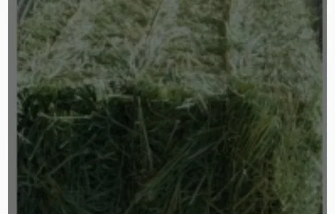 Продам сіно в тюках