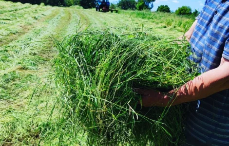 Продам сіно лугове