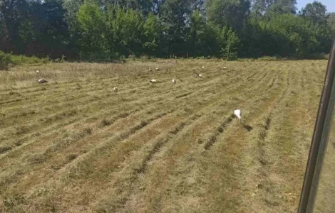 Сіно із наших низин