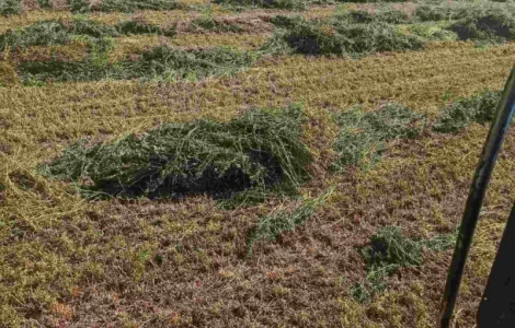 Продам сіно із люцерни
