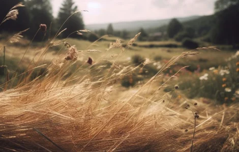 Сено луговое- продам