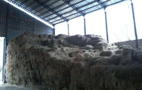 Продам сено