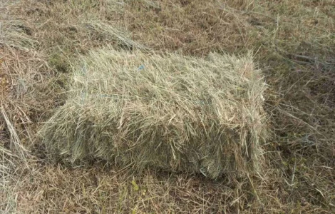 Сіно лугове 2024