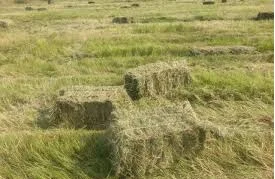 Сено в тюках поштучно без предоплат