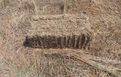 Продам сіно вперемішку з соломою в тюках