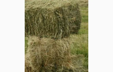 Сіно лугове 2024 року