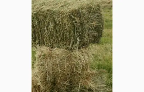 Сіно лугове