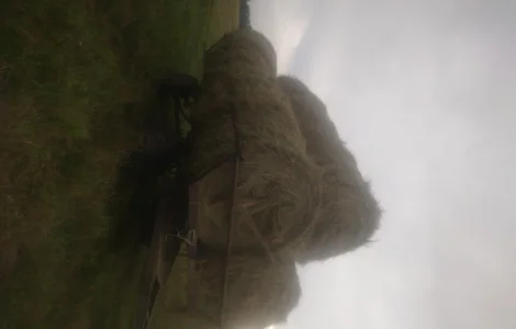 Пропонується якісне лугове сіно з доставкою