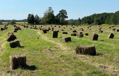 Продам сіно в рулонах і тюках