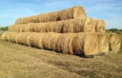 Продам сено луговое в рулонах