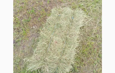 Сіно різнотрав'я, люцерна в квадратних тюках та рулонах