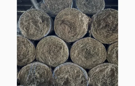 Продам сіно люцерни в круглих тюках