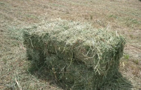 Продам сіно люцерни у тюках по 15-18 кг, врожай 2023р 75грн