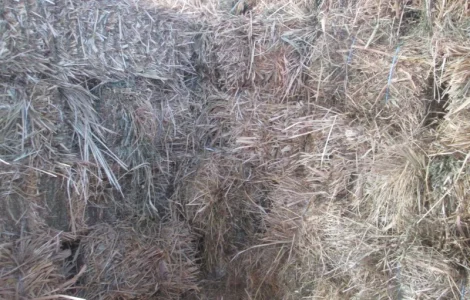 Продам сіно