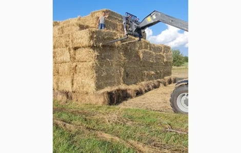 Пропонується пшенична солома в тюках