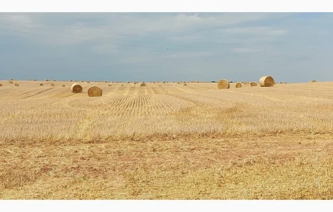 Купую солому в рулонах