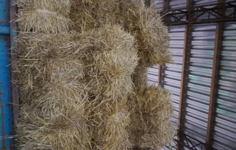 Пропонується пшенична солома в тюках