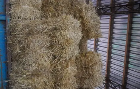 Продам солому пшеничну тюки