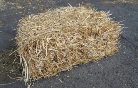 Продається ячмінна солома в тюках
