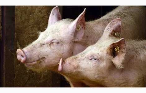 БМВД "ComFerma" 10% Свинья Фініш у продажу