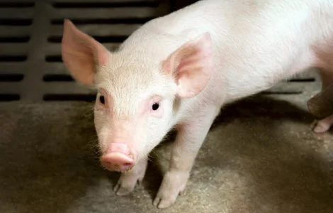 Пропонується БМВД свиня старт 25%