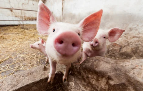 Пропонується БМВД свиня фініш 10%