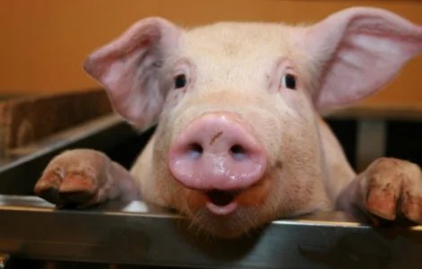 Пропонується БМВД свиня гровер 15% – 25 кг