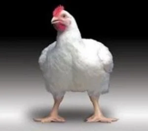 Пропонується БМВД для бройлерів Старт 30%