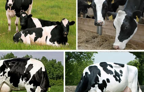 Премікс 1% для дійних корів з безкоштовною доставкою