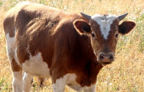 Премикс 1% для телят