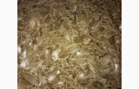 Продам жмых подсолнечнный от производителя от 100 тонн