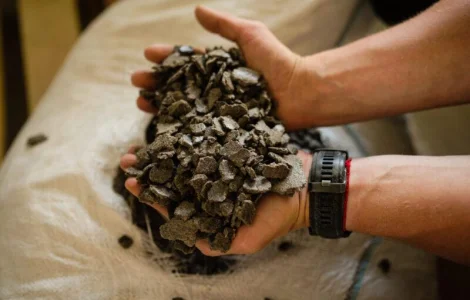 Макуха соняшникова