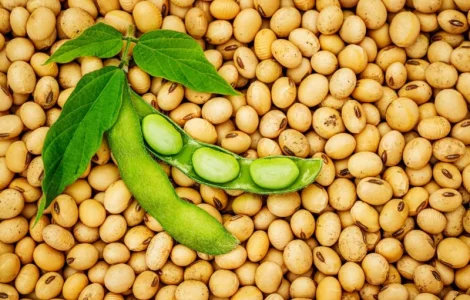 Макуха соєва від виробника