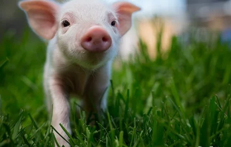 Продаж корму для свиней – макуха (жмих, шрот)