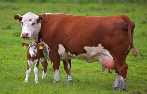 Продам корм для корів (шрот, макуха, жмих) від 500 кг без вихідних! Протеїн: 44-45%