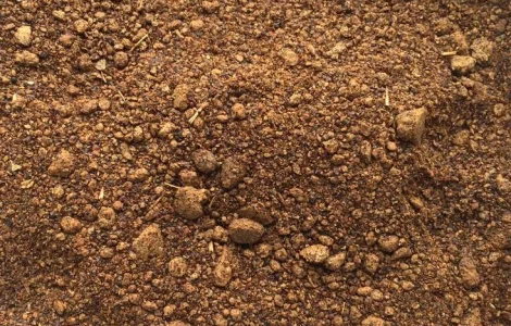 Шрот ріпаковий негранульований